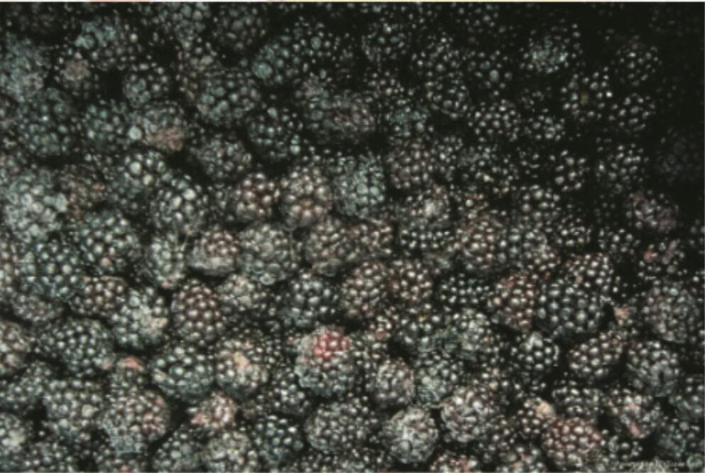 FROZEN BLACKBERRIES